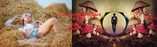 стаф Ельня